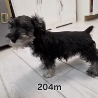 AKC Mini Schnauzer 204m, a male Miniature Schnauzer for sale in Bakersfield, CA – Photo 5 of 10