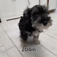 AKC Mini Schnauzer 204m, a male Miniature Schnauzer for sale in Bakersfield, CA – Photo 2 of 10