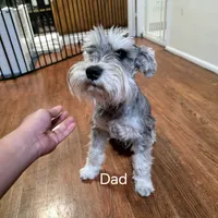 AKC Mini Schnauzer 204m, a male Miniature Schnauzer for sale in Bakersfield, CA – Photo 9 of 10
