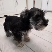 AKC Mini Schnauzer 204m, a male Miniature Schnauzer for sale in Bakersfield, CA – Photo 4 of 10