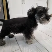 AKC Mini Schnauzer 204m, a male Miniature Schnauzer for sale in Bakersfield, CA – Photo 8 of 10