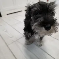 AKC Mini Schnauzer 204m, a male Miniature Schnauzer for sale in Bakersfield, CA – Photo 6 of 10