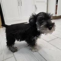 AKC Mini Schnauzer 204m, a male Miniature Schnauzer for sale in Bakersfield, CA – Photo 7 of 10