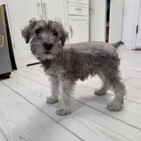 AKC Mini Schnauzers, a male Miniature Schnauzer for sale in Bakersfield, CA – Photo 6 of 8