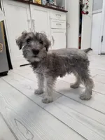 AKC Mini Schnauzers, a male Miniature Schnauzer for sale in Bakersfield, CA – Photo 6 of 8