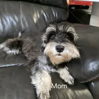 AKC Mini Schnauzers, a male Miniature Schnauzer for sale in Bakersfield, CA – Photo 8 of 8