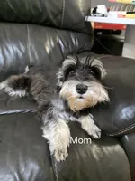 AKC Mini Schnauzers, a male Miniature Schnauzer for sale in Bakersfield, CA – Photo 8 of 8