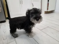 AKC Mini Schnauzers, a male Miniature Schnauzer for sale in Bakersfield, CA – Photo 4 of 8