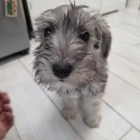 AKC Mini Schnauzers, a male Miniature Schnauzer for sale in Bakersfield, CA – Photo 5 of 8