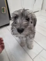 AKC Mini Schnauzers, a male Miniature Schnauzer for sale in Bakersfield, CA – Photo 5 of 8