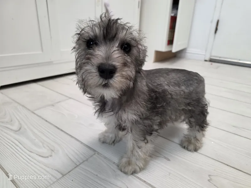 AKC Mini Schnauzers