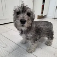 AKC Mini Schnauzers, a male Miniature Schnauzer for sale in Bakersfield, CA – Photo 1 of 8