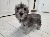 AKC Mini Schnauzers, a male Miniature Schnauzer for sale in Bakersfield, CA – Photo 1 of 8