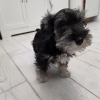 AKC Mini Schnauzers, a male Miniature Schnauzer for sale in Bakersfield, CA – Photo 3 of 8