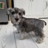 AKC Mini Schnauzers, a male Miniature Schnauzer for sale in Bakersfield, CA – Photo 2 of 8