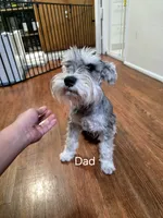 AKC Mini Schnauzers, a male Miniature Schnauzer for sale in Bakersfield, CA – Photo 7 of 8