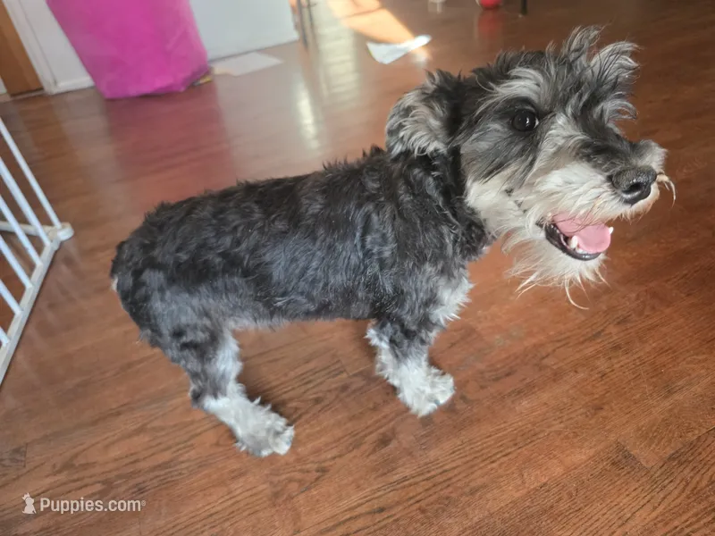 AKC Mini Schnauzer 204m – Miniature Schnauzer puppy for sale in Bakersfield, CA