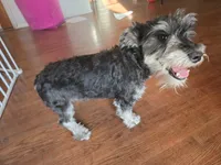 AKC Mini Schnauzer 204m, a male Miniature Schnauzer for sale in Bakersfield, CA – 1 of 10