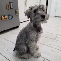 AKC Mini Schnauzer 201m, a male Miniature Schnauzer for sale in Bakersfield, CA – Photo 2 of 10