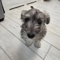 AKC Mini Schnauzer 201m, a male Miniature Schnauzer for sale in Bakersfield, CA – Photo 6 of 10