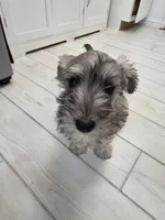 AKC Mini Schnauzer 201m, a male Miniature Schnauzer for sale in Bakersfield, CA – Photo 6 of 10