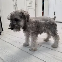 AKC Mini Schnauzer 201m, a male Miniature Schnauzer for sale in Bakersfield, CA – Photo 3 of 10