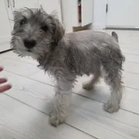 AKC Mini Schnauzer 201m, a male Miniature Schnauzer for sale in Bakersfield, CA – Photo 5 of 10