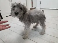 AKC Mini Schnauzer 201m, a male Miniature Schnauzer for sale in Bakersfield, CA – Photo 5 of 10