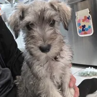 AKC Mini Schnauzer 201m, a male Miniature Schnauzer for sale in Bakersfield, CA – Photo 8 of 10