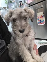 AKC Mini Schnauzer 201m, a male Miniature Schnauzer for sale in Bakersfield, CA – Photo 8 of 10