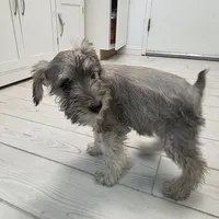 AKC Mini Schnauzer 201m, a male Miniature Schnauzer for sale in Bakersfield, CA – Photo 1 of 10