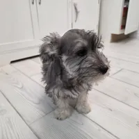 AKC Mini Schnauzer 203m, a male Miniature Schnauzer for sale in Bakersfield, CA – Photo 8 of 10