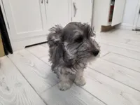 AKC Mini Schnauzer 203m, a male Miniature Schnauzer for sale in Bakersfield, CA – Photo 8 of 10