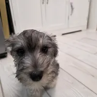 AKC Mini Schnauzer 203m, a male Miniature Schnauzer for sale in Bakersfield, CA – Photo 2 of 10