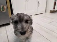 AKC Mini Schnauzer 203m, a male Miniature Schnauzer for sale in Bakersfield, CA – Photo 2 of 10