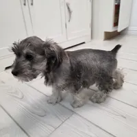 AKC Mini Schnauzer 203m, a male Miniature Schnauzer for sale in Bakersfield, CA – Photo 7 of 10