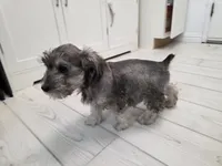 AKC Mini Schnauzer 203m, a male Miniature Schnauzer for sale in Bakersfield, CA – Photo 7 of 10