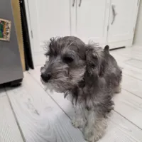 AKC Mini Schnauzer 203m, a male Miniature Schnauzer for sale in Bakersfield, CA – Photo 5 of 10