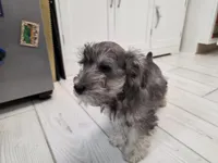 AKC Mini Schnauzer 203m, a male Miniature Schnauzer for sale in Bakersfield, CA – Photo 5 of 10