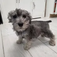 AKC Mini Schnauzer 203m, a male Miniature Schnauzer for sale in Bakersfield, CA – Photo 4 of 10