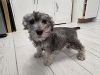 AKC Mini Schnauzer 203m, a male Miniature Schnauzer for sale in Bakersfield, CA – Photo 4 of 10