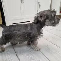 AKC Mini Schnauzer 203m, a male Miniature Schnauzer for sale in Bakersfield, CA – Photo 6 of 10