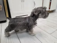 AKC Mini Schnauzer 203m, a male Miniature Schnauzer for sale in Bakersfield, CA – Photo 6 of 10