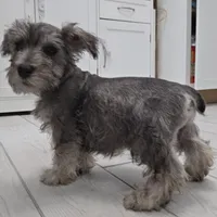 AKC Mini Schnauzer 203m, a male Miniature Schnauzer for sale in Bakersfield, CA – Photo 3 of 10