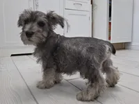 AKC Mini Schnauzer 203m, a male Miniature Schnauzer for sale in Bakersfield, CA – Photo 3 of 10