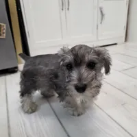 AKC Mini Schnauzer 203m, a male Miniature Schnauzer for sale in Bakersfield, CA – Photo 1 of 10