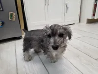 AKC Mini Schnauzer 203m, a male Miniature Schnauzer for sale in Bakersfield, CA – Photo 1 of 10