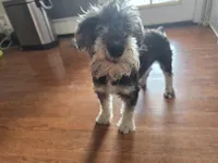 AKC Mini Schnauzer 204m, a male Miniature Schnauzer for sale in Bakersfield, CA – 10 of 10