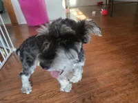 AKC Mini Schnauzer 204m, a male Miniature Schnauzer for sale in Bakersfield, CA – 9 of 10
