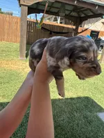 Baby, a male Miniature Dachshund for sale in Los Angeles, CA – 1 of 3